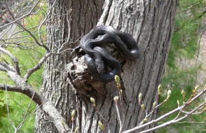 Black-Rat-Snake