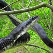 Black-Ratsnake