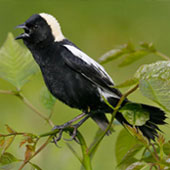 Bobolink