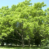 Butternut-Juglans-cinerea