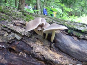 DCNR-mushrooms