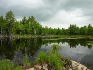 DCNR-wetland