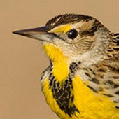 Eastern-Meadowlark