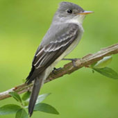 Eastern_Wood_Pewee-
