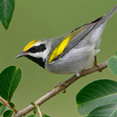 Golden-winged-Warbler