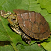 Northern_Map_Turtle