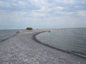 Salmon-Island