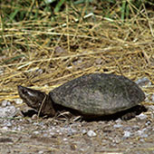 Stinkpot_Turtle