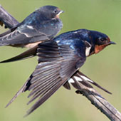 barn_swallow