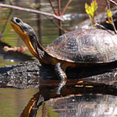 blandings_turtle