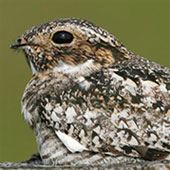 common_nighthawk