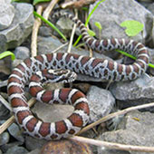 milk_snake
