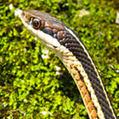 ribbon_snake