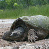 snapping_turtle