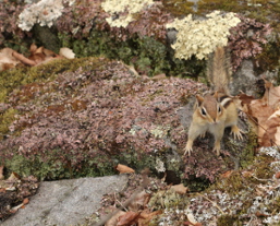 Chipmunk DCNR