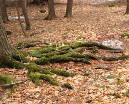 DCNR April 2014