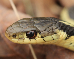Garter Snake