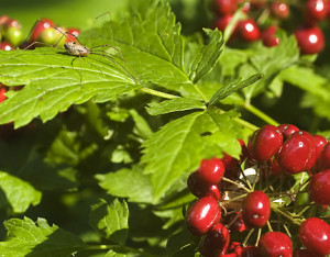 harvestman & Baneberry red adj crop72dpi6X