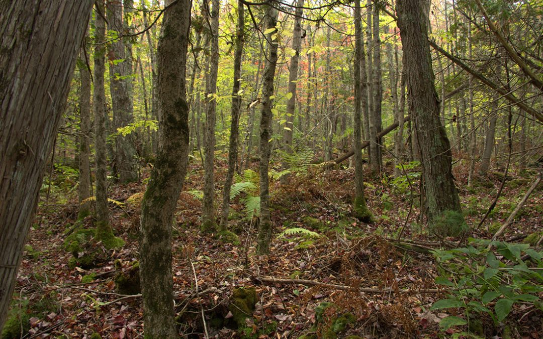 Natural Heritage Strategy in preparation