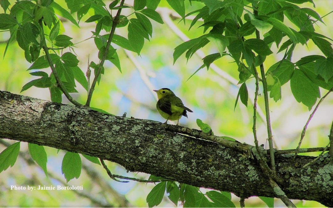 Join us on Migratory Bird Day May 9!