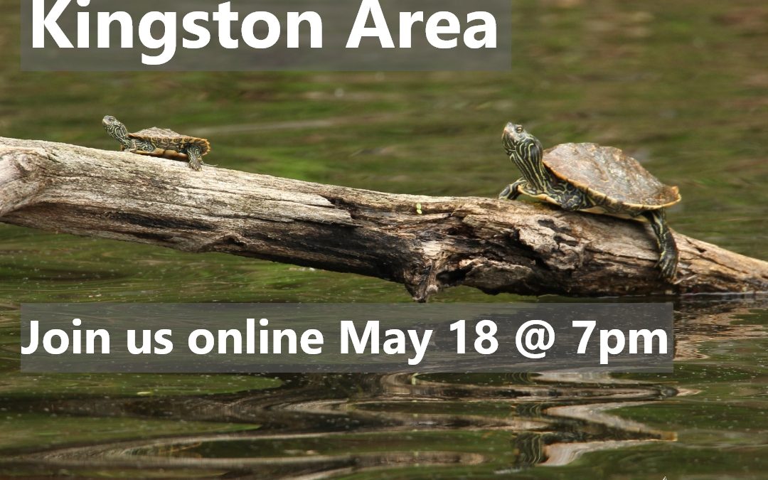 Turtles of the Kingston Area: May 18, 2021