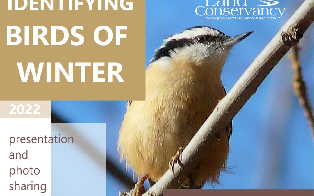 Identifying Birds of Winter: January 30, 2022