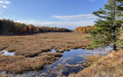 Local Land Trust adds a new Nature Reserve north of Frontenac Park