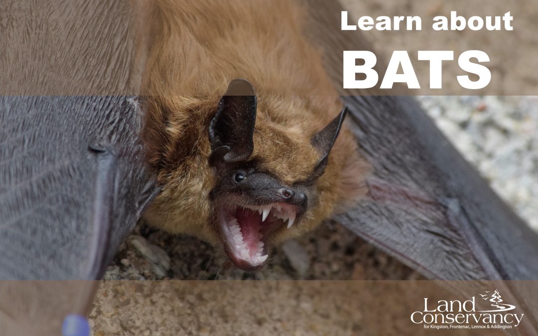 Learn about Bats: April 30, 2023