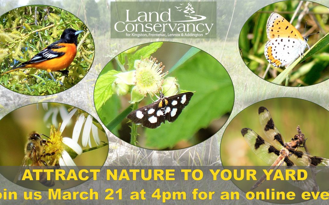 Attract Nature to your Yard: March 21, 2021
