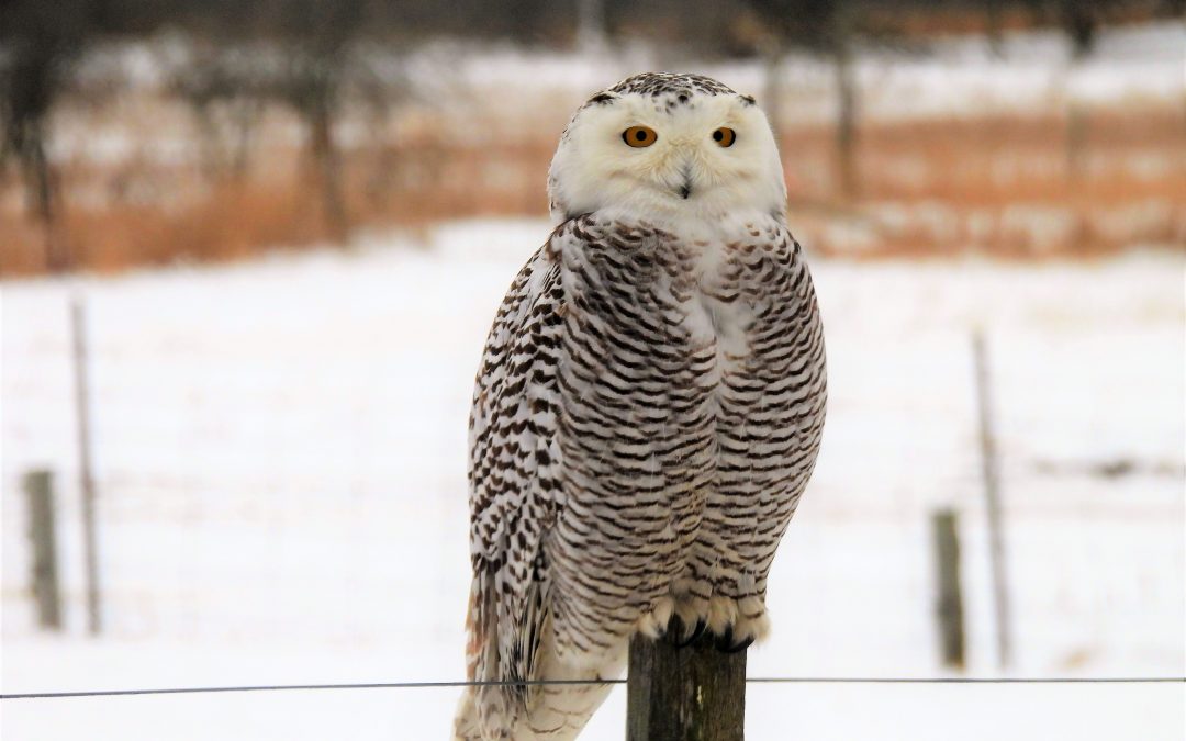 Celebrating our birds of winter: January 31, 2021