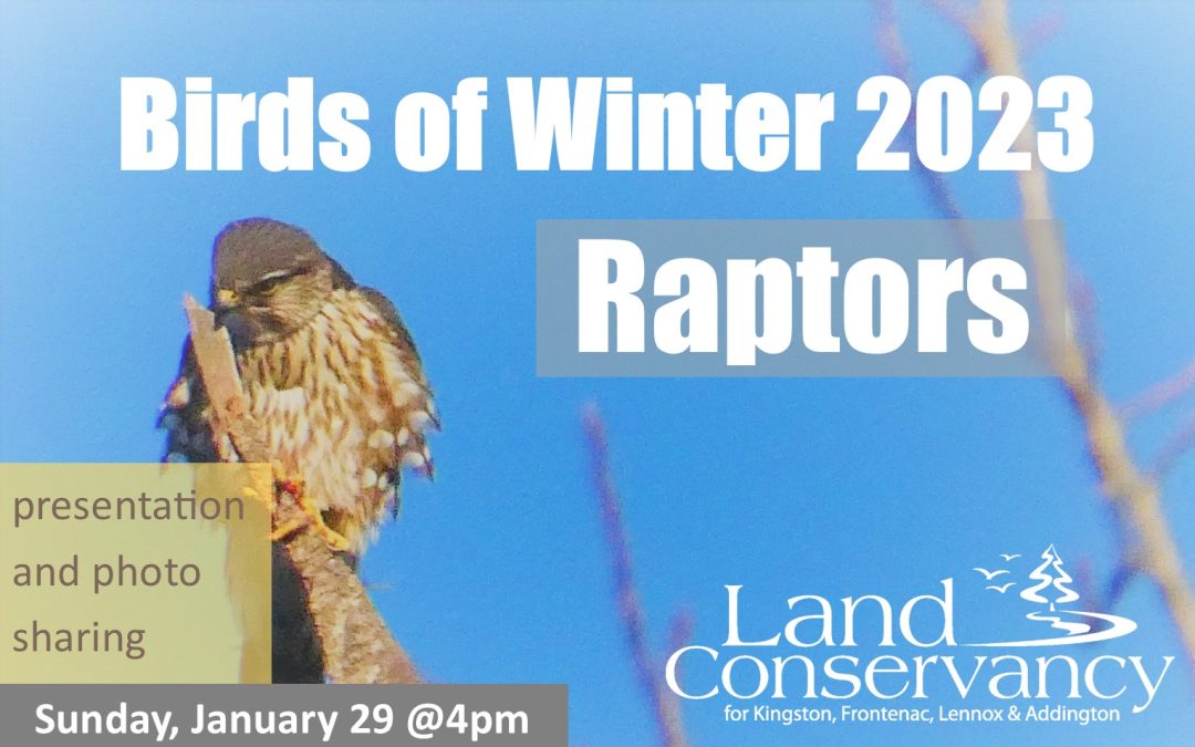 Birds of Winter 2023, Raptors: January 29, 2023
