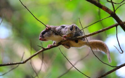 Upcoming Webinar – Flying Squirrels – Nov. 23, 2025