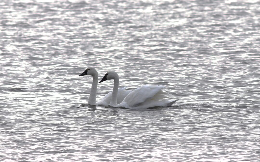 Webinar – Winter Waterfowl in our Region