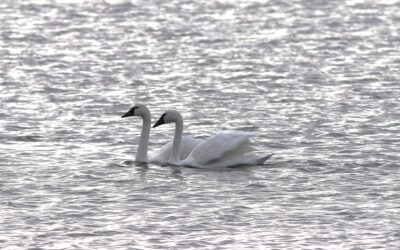 Webinar – Winter Waterfowl in our Region