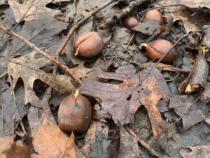 acorns germinating