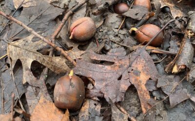 Webinar – The land is whispering:  A field guide for now